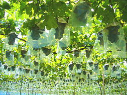 見渡す限り巨峰だらけ