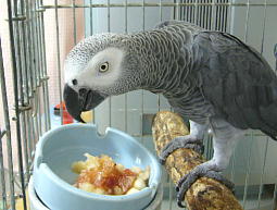 �C�`�W�N�̔��������G�߂ł�