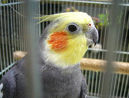 「目穴穴目」のみずき、ひよこまんじゅうみたい(笑)