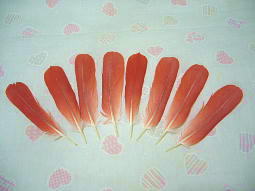 ���؉H�ɉB��ăO���[�P�F�̒��Ɍ�����