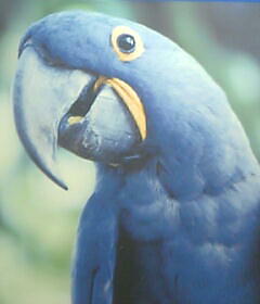 �����̃X�~���ɉ�����`�I