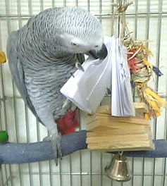 ��C�Ƀo���o���ɂ��Ă���������