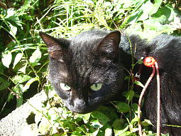 ���L���Ďʐ^�B��̓��