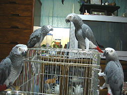 �݂�Ȃ��ꂼ�ꂩ�킢���`��