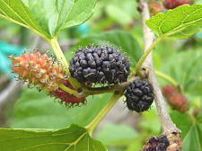 きれいな面、向こう半分は虫食いです