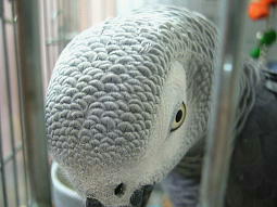 ���̂��낱�͗l���K���������đ�D���`