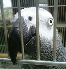 �{�ɐς����Ă��������܂���