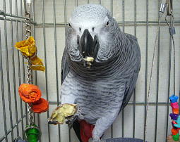 �Ȃ񂩂Ԃ����Ⴂ���Ȃ�����