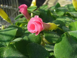 白い花もあります