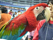 こんぱ○のブースでも大人気な2羽