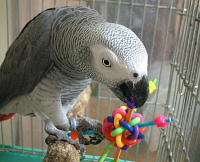 このお星様が気になるぅ〜