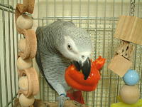 赤ピーマン大好き〜♪