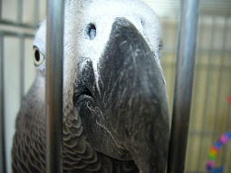 無防備にぽっかり開いた鼻の穴