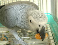 みかんはやっぱり和歌山産やねぇ