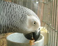 イチジクは生もドライも美味しいね