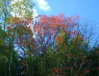 紅葉のきれいな年はもっと真っ赤になるんよ