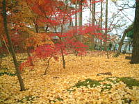 自然って素晴らしい〜!