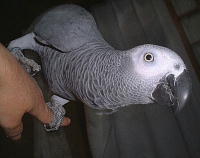 かっちり掴んで離しません