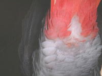 思わず触りたくなるほわほわ感