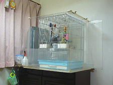 宝助がケージにいるのが分かるかな?