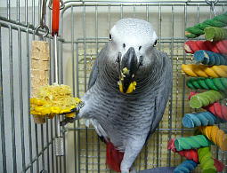 短いあんよがかわいい