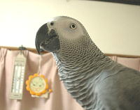 昨日は出して貰えやんかったんよ。