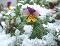 寒くても頑張ってます