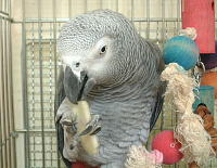 コールラビってこんなんやで〜