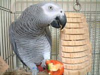 歯ごたえがあっていいねぇ