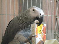 新しいおもちゃを買ってくれたんやね!