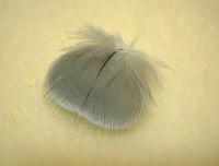 ころころまるまる