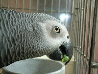 豆はうすいえんどうに限るねっ!