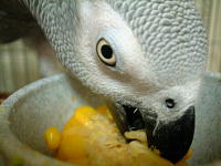 やっぱり茹でたては格別!