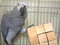 最高のおもちゃ1個分と同じ値段