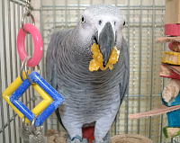 みかんは果汁だけ吸ってあとはポイ