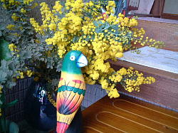 ミモザってとってもかわいいお花やわぁ