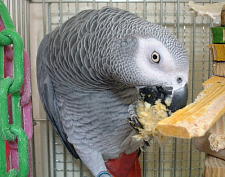 この芯の噛みごたえがたまらん〜!