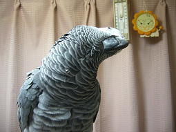 動きが激しすぎてボケボケ