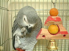 もうちょっとで玉りんこが取れるかも。