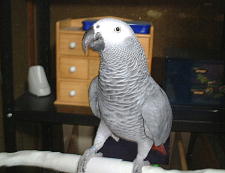 ここに止まるより頭の上の方がええもんね