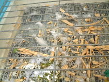 おもちゃの破片がたくさんあって見づらいですが