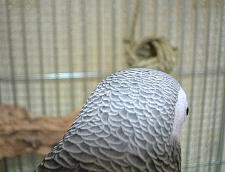 あのまん丸こいものは何ぞや?