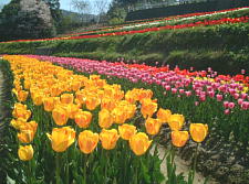 35万株のチューリップ