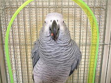 赤いペレットが口からはみ出てる