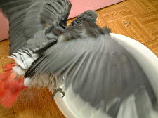 気分だけ水を浴びまくり