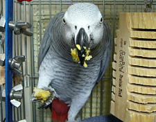 嘴がとうもろこしでえらいこっちゃですわ