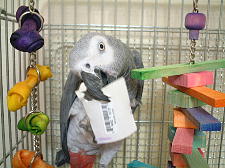 これが1番おもしゃいわ〜