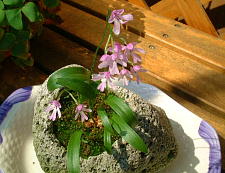 わずか1cm程のお花