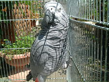 美白王と呼びたまえ!