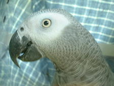 [特急くろしお」のシートに座る宝助